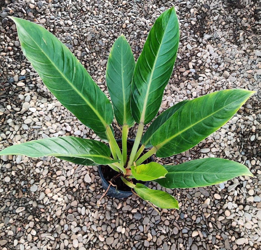 philodendron fatboy yellow Philodendron Fatboy 'Yellow' XL – Secret Garden Plant Shop