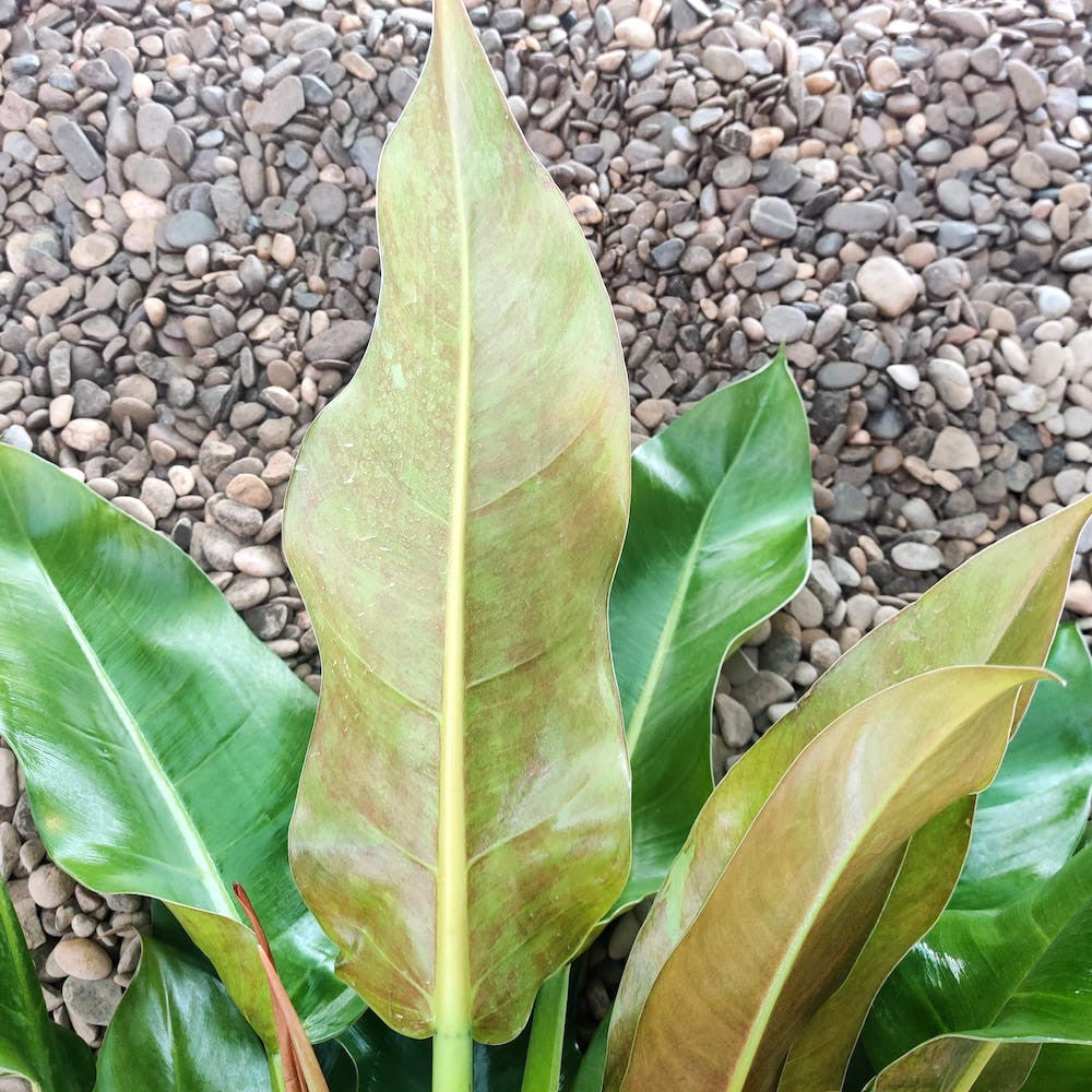 little phil philodendron variegated Philodendron 'Little Phil' – Secret Garden Plant Shop
