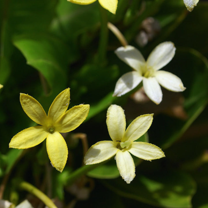 Brighamia insignis Hawaiian Palm