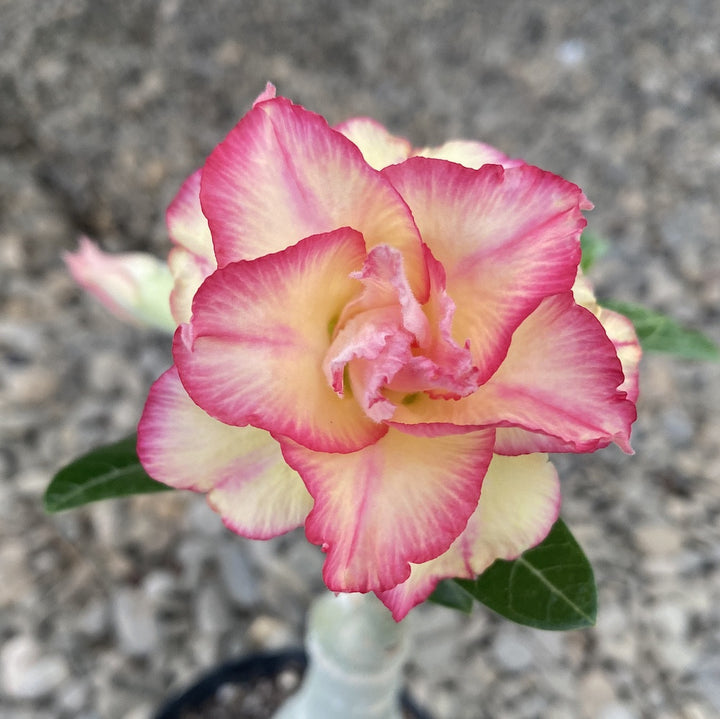 Adenium Obesum 'Fly'