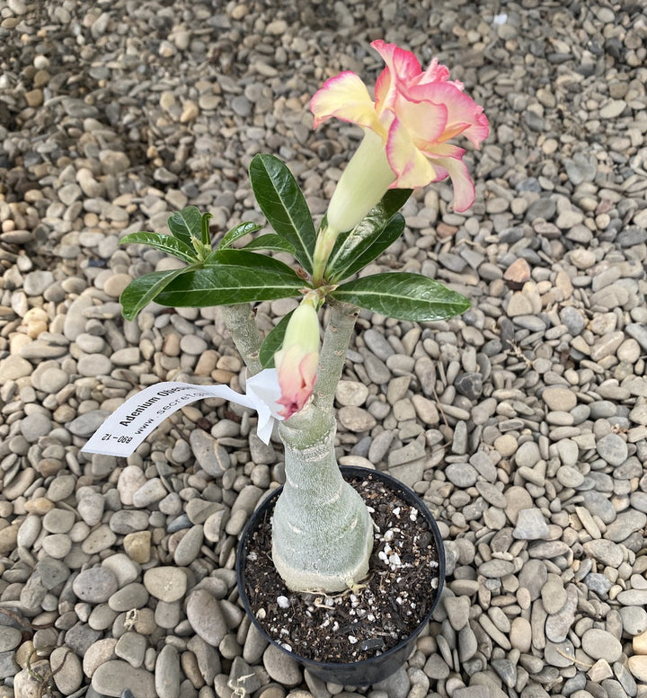 Adenium Obesum 'Fly'