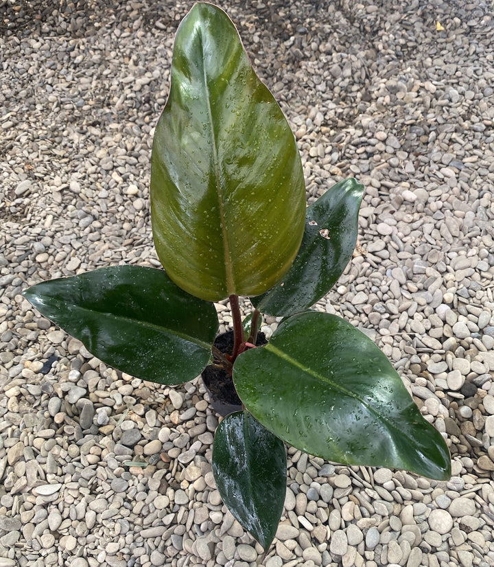 Philodendron Red Congo