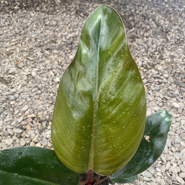 Philodendron Red Congo