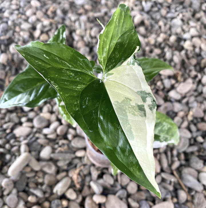 Syngonium podophyllum 'Variegata'