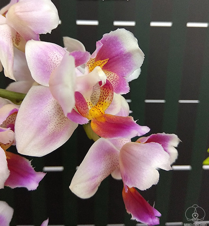 Phalaenopsis Jc Red Peacock (peloric - 3 lips)