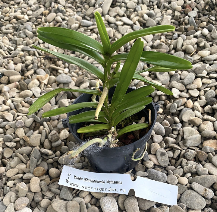 Orhidee Vanda Christensonia Vietnamica