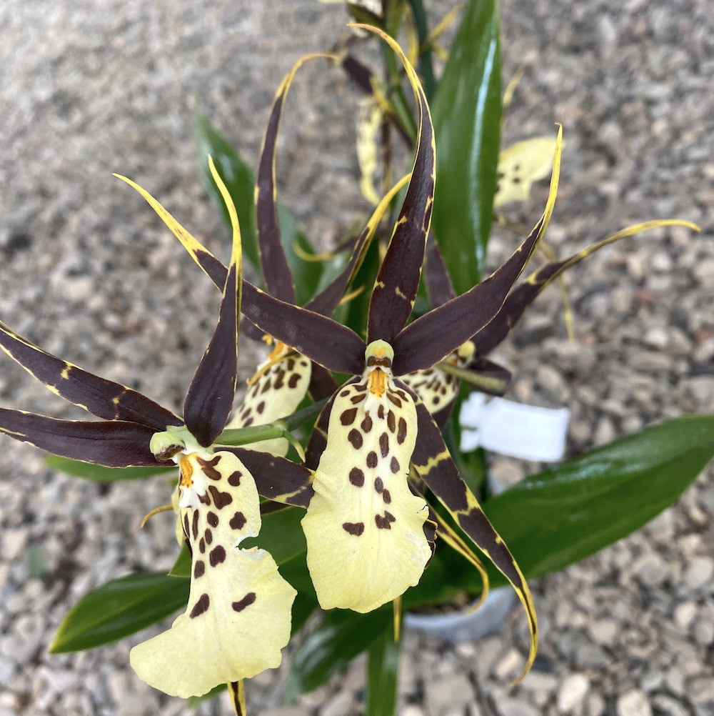 Comanda Orhidee Miltassia (Bratonia) Shelob Golden Spider parfumat la pret imbatabil!
