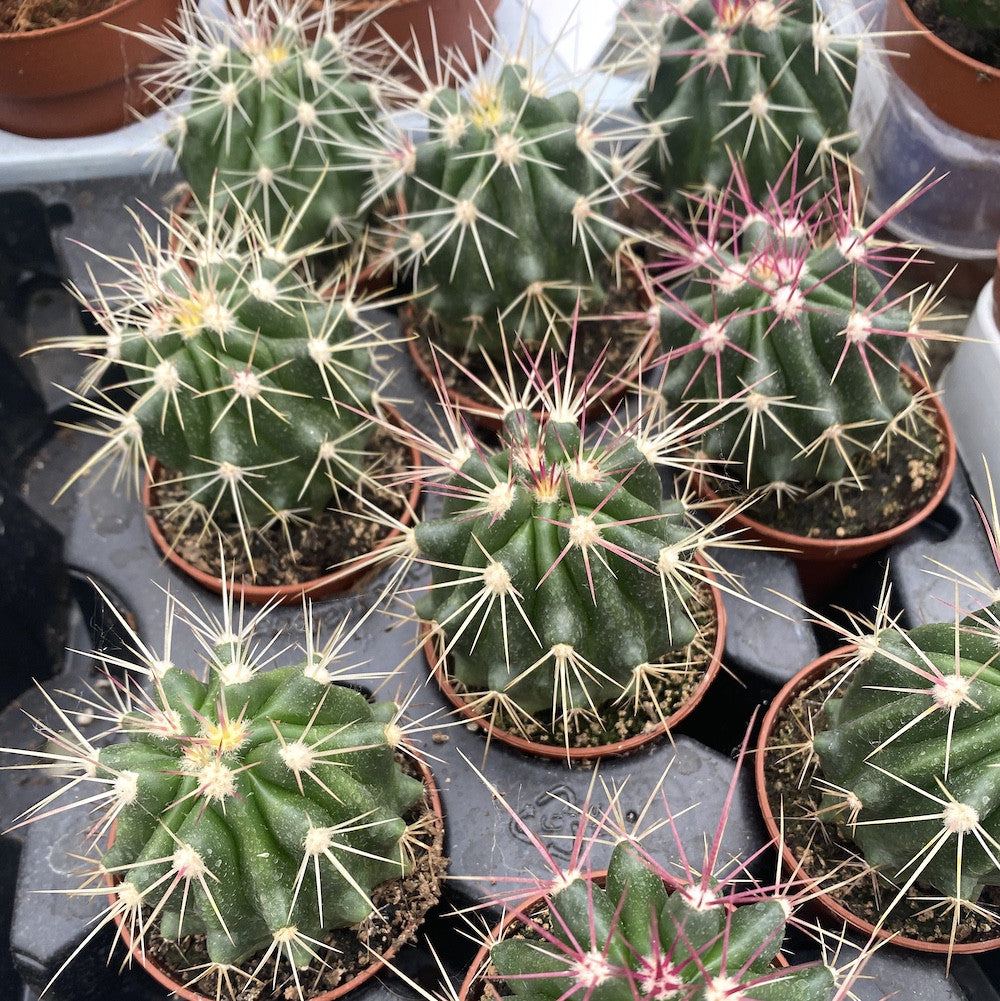 Cactus Ferocactus