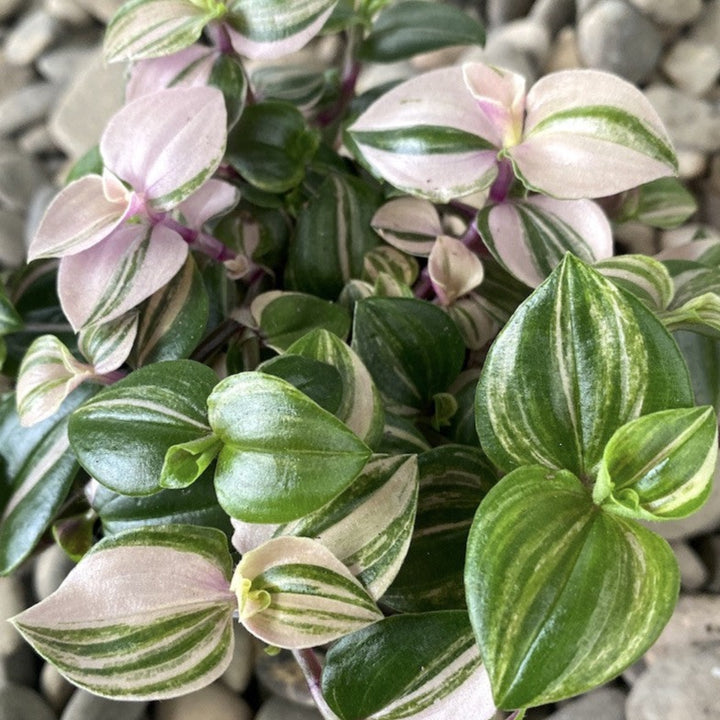 Tradescantia fluminensis 'Quadricolor' *babyplant