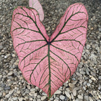 Caladium Spring Fling