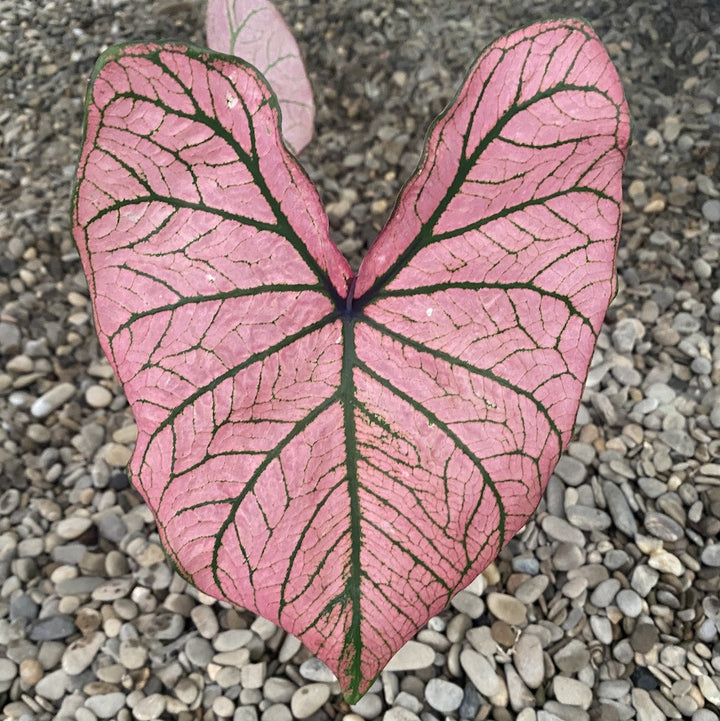 Caladium Spring Fling