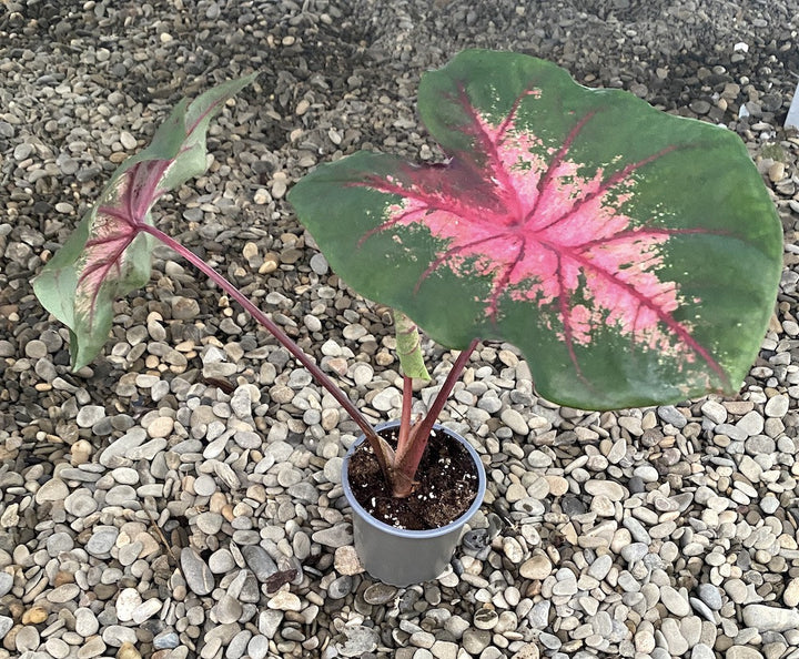 Caladium