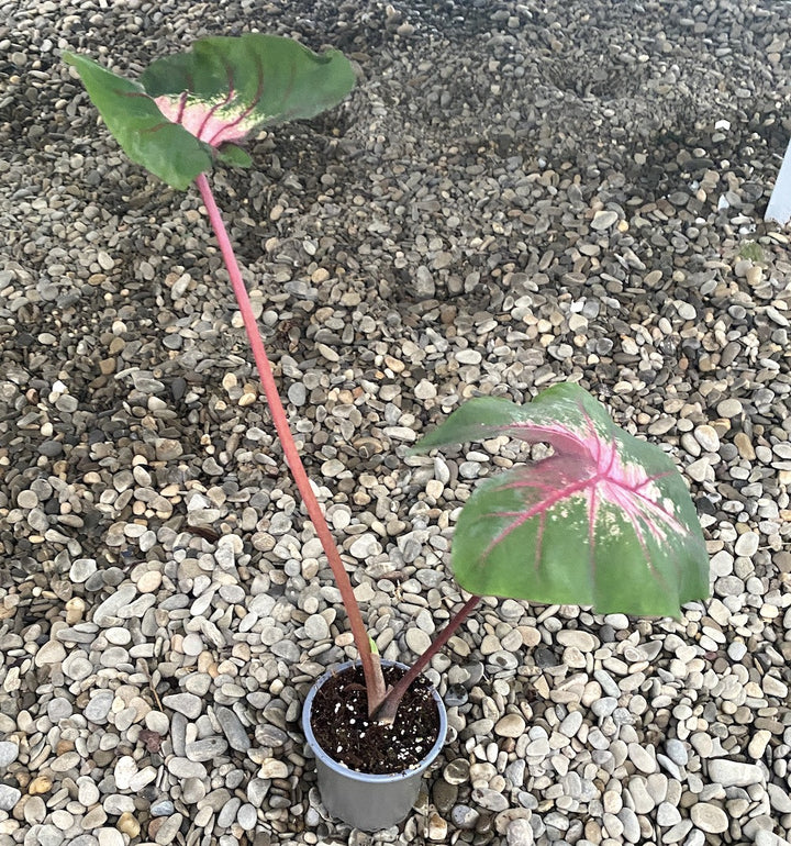 Caladium