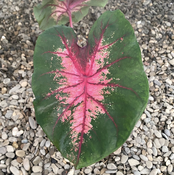 Caladium