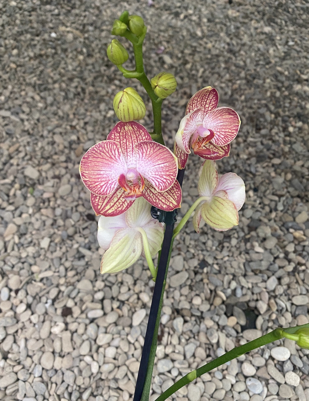 Phalaenopsis Anthura Ravello PELORIC