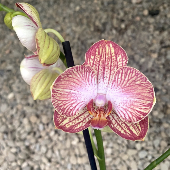 Phalaenopsis Anthura Ravello PELORIC