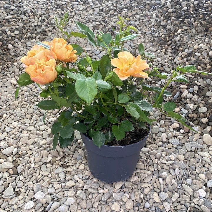 Rosa ‘Nolina’® - floribunda, parfumat