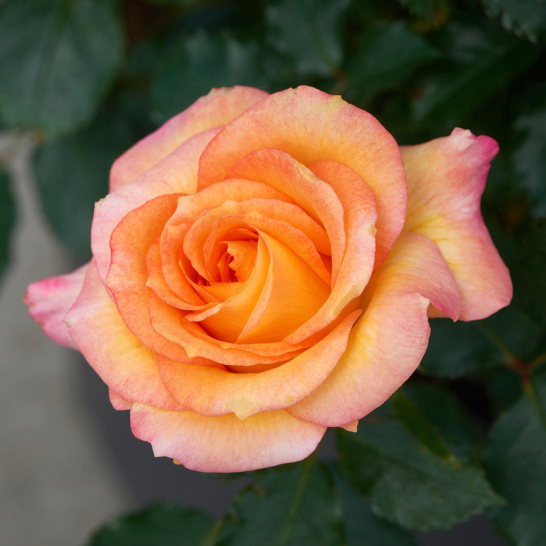 Rosa ‘Nolina’® - floribunda, parfumat