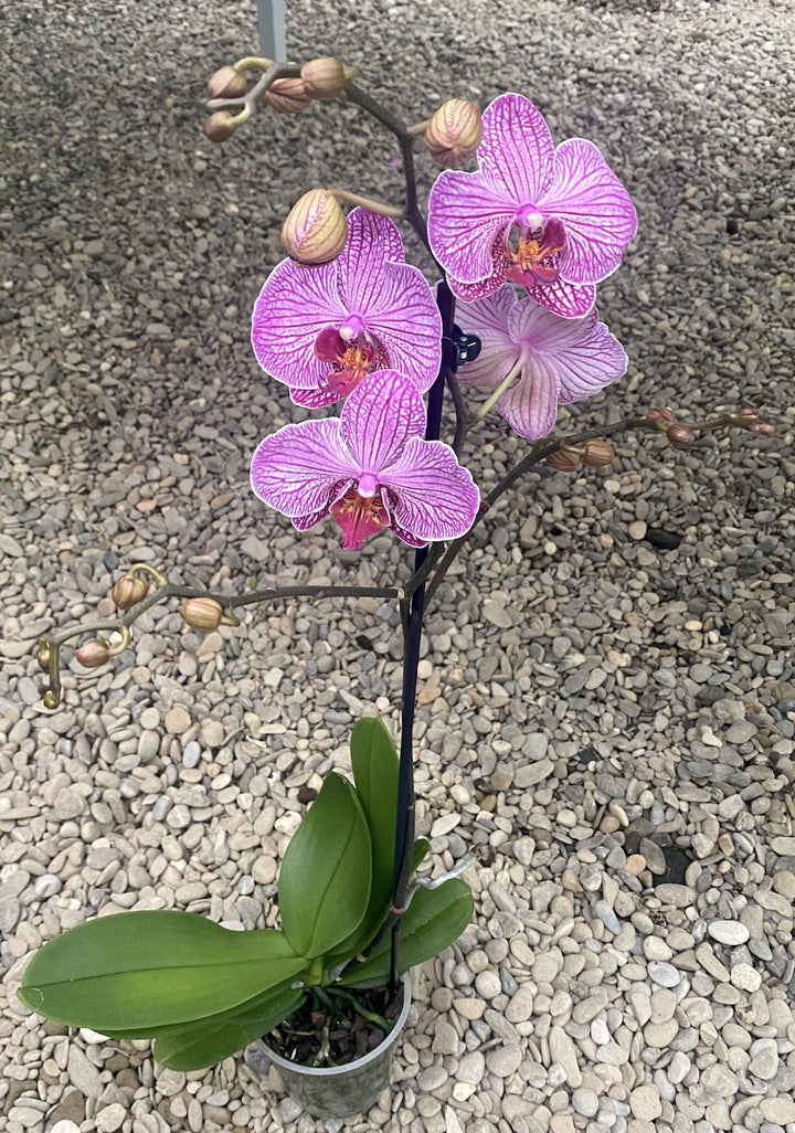 Phalaenopsis Paso Robles