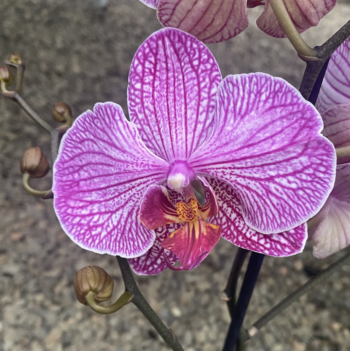 Phalaenopsis Paso Robles