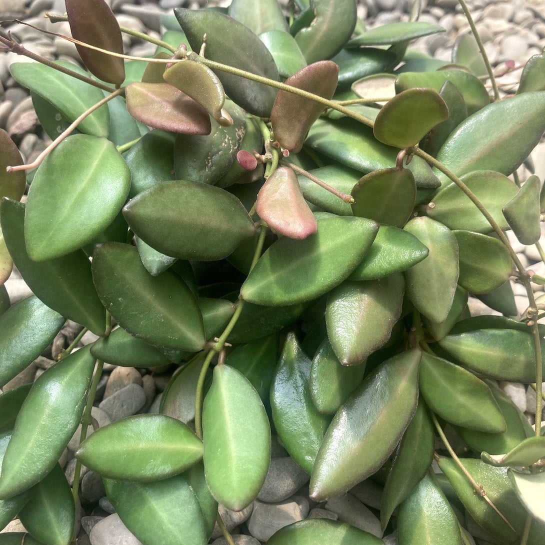 Hoya sp. aff. burtoniae - flori parfumate