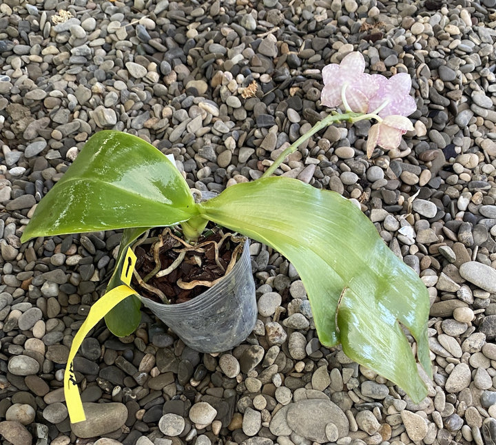 Phalaenopsis Brother Glory Long Fong