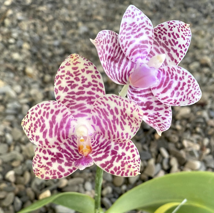 Phalaenopsis Brother Glory Long Fong