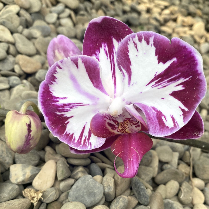 Phalaenopsis Fuller's Mask 'Smile'