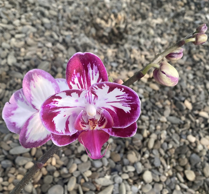 Phalaenopsis Fuller's Mask 'Smile'