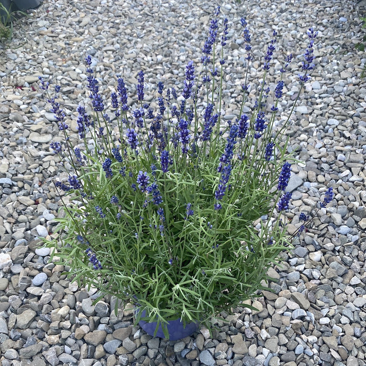 Lavanda mare in ghiveci -  Lavandula Angustifolia Hidcote