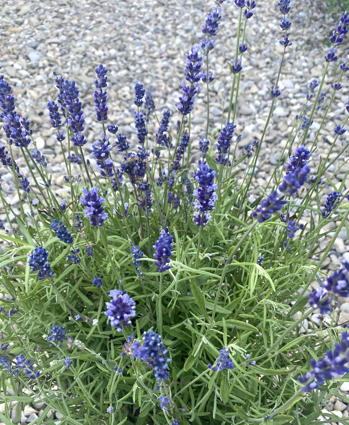 Lavanda mare in ghiveci -  Lavandula Angustifolia Hidcote