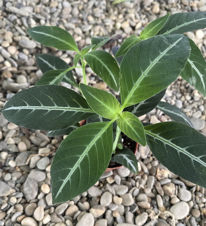 Chamaeranthemum sp Pink.