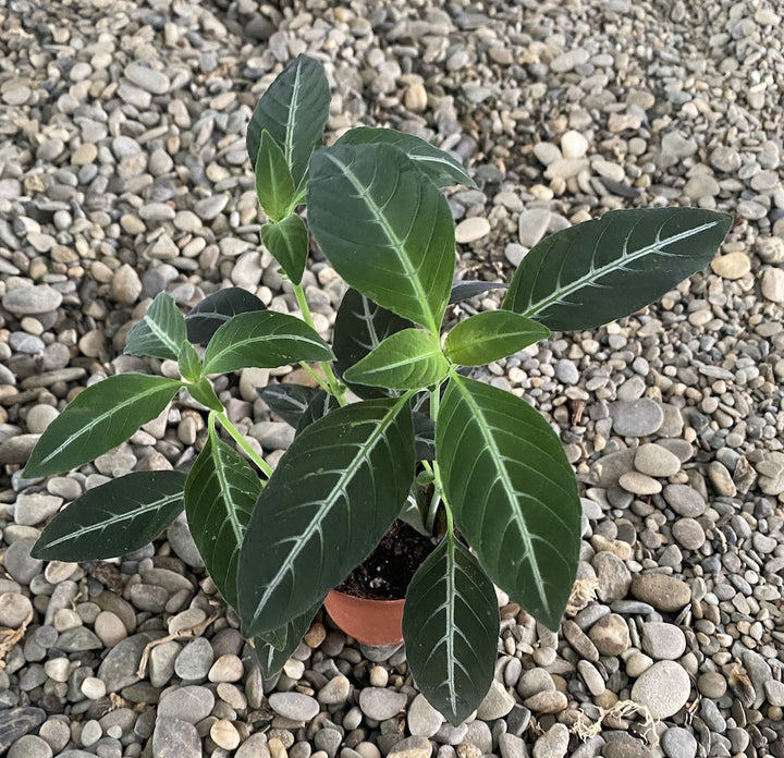 Chamaeranthemum sp Pink.