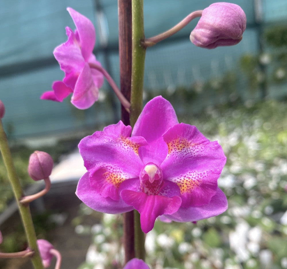 Phalaenopsis Purple Gem 'Miki Leopard'