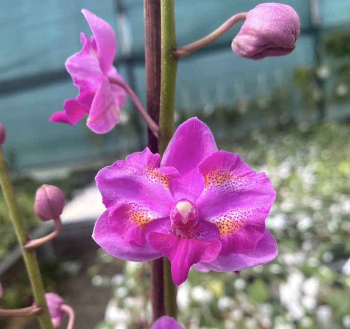 Phalaenopsis Purple Gem 'Miki Leopard'