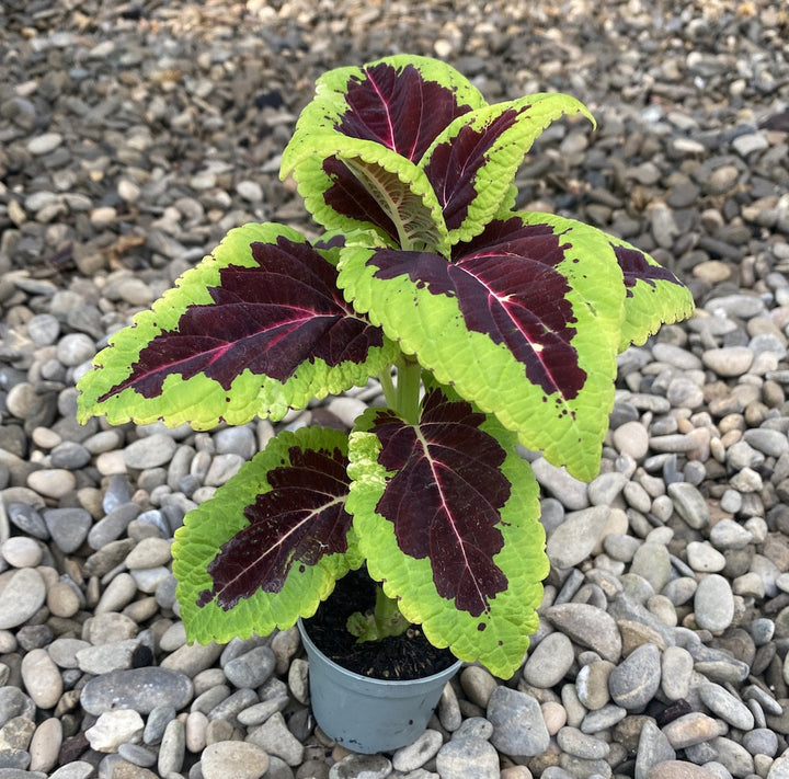 Coleus MS Aligator - urzicuta (babyplant)