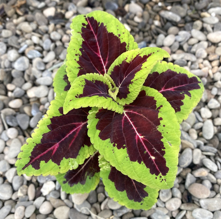 Coleus MS Aligator - urzicuta (babyplant)