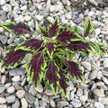 Coleus Royale Apple Brandy (urzicuta)
