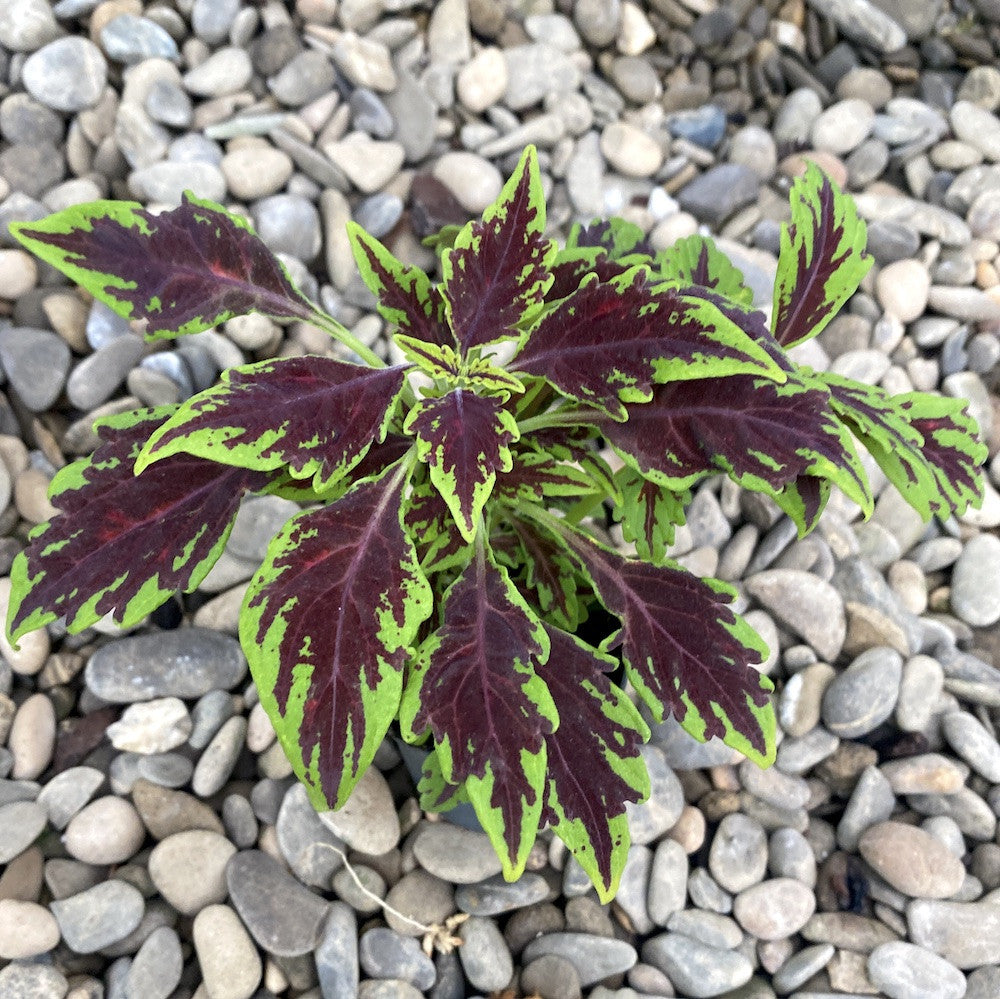 Coleus Royale Apple Brandy (urzicuta)