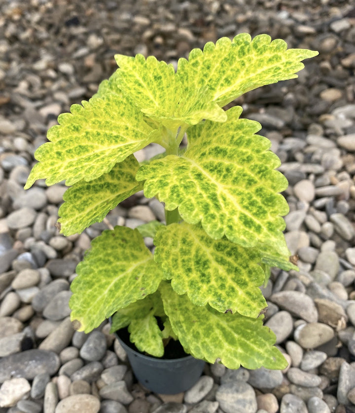 Coleus MS River Walk (urzicuta)