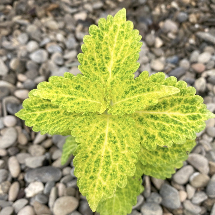 Coleus MS River Walk (urzicuta)