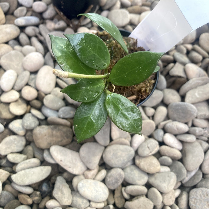 Hoya sipitangensis