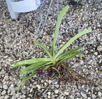 Vandachostylis Colmarie (Van. Sri-Siam × Rhy. gigantea)