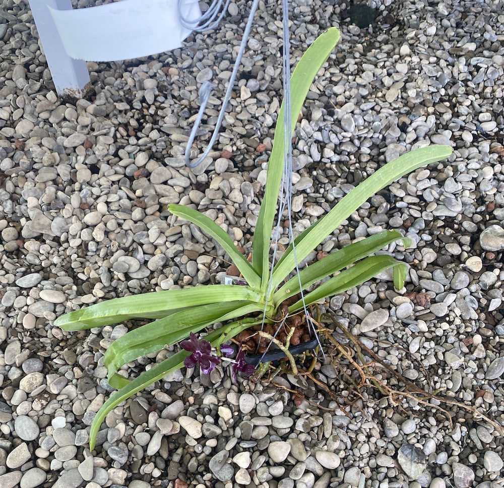 Vandachostylis Colmarie (Van. Sri-Siam × Rhy. gigantea)