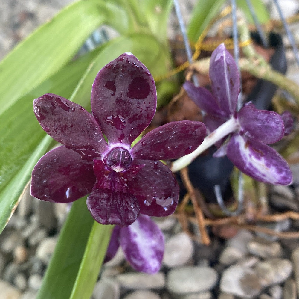 Vandachostylis Colmarie (Van. Sri-Siam × Rhy. gigantea)
