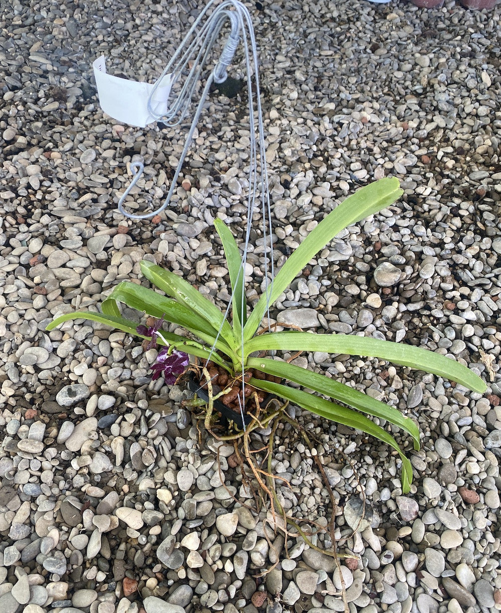 Vandachostylis Colmarie (Van. Sri-Siam × Rhy. gigantea)