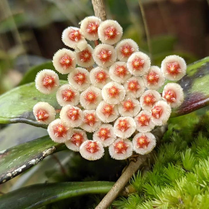 Hoya sipitangensis