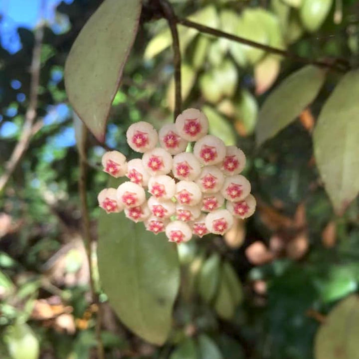 Hoya sipitangensis