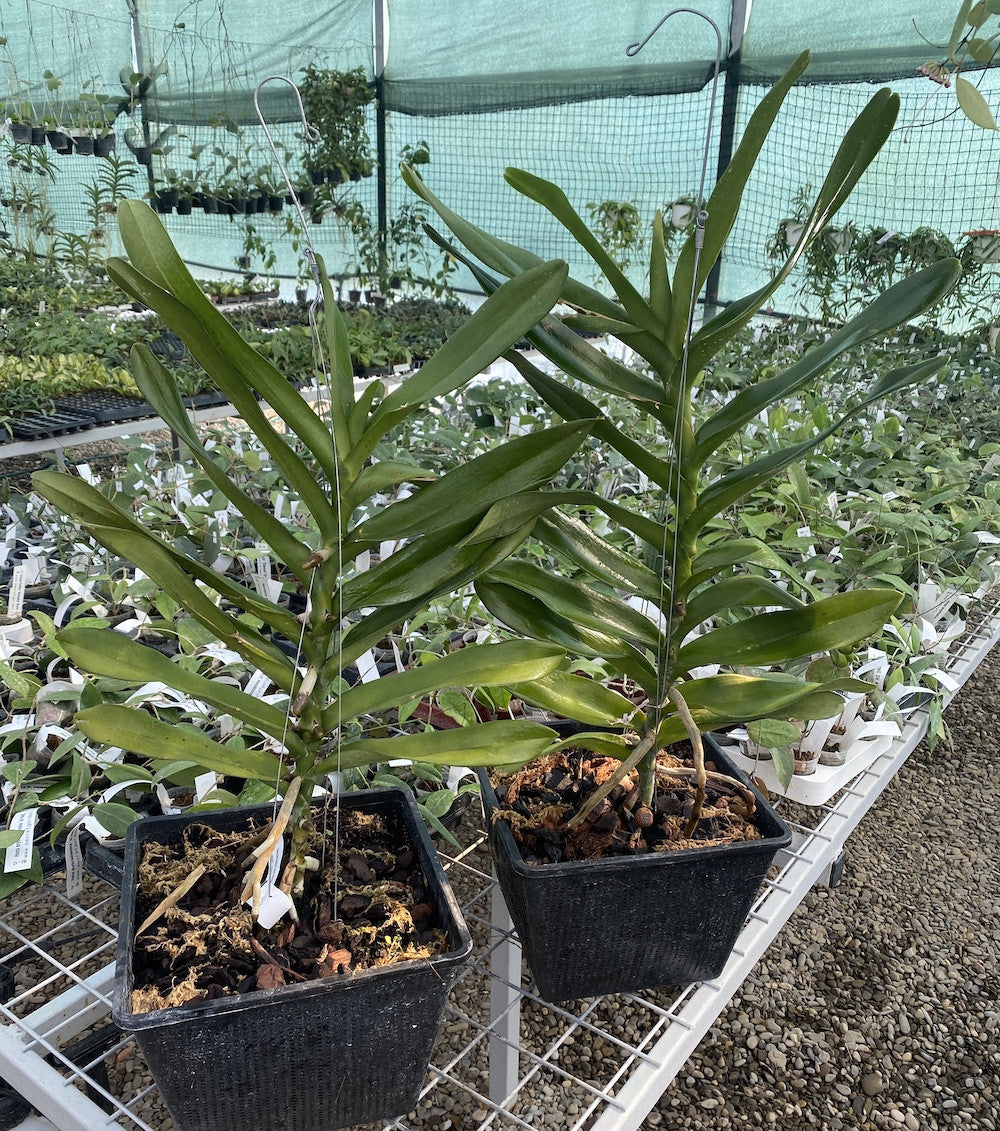 Renanopsis Lion Splendour