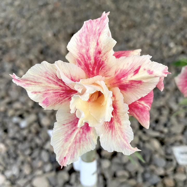 Adenium obesum 'Destiny'